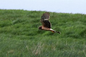 Hawk, Northern Harrier, 2017-05064945 Parker River NWR, MA